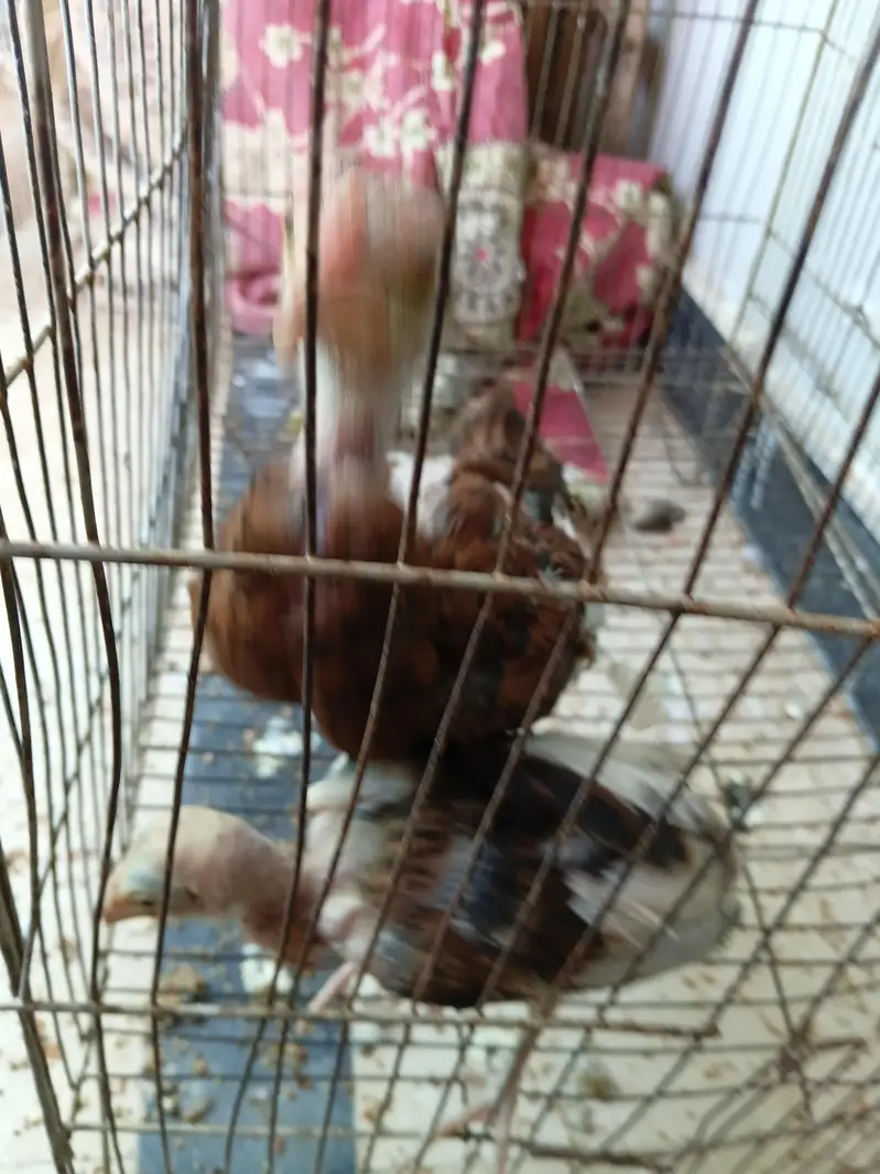 aseel pair — photo 2