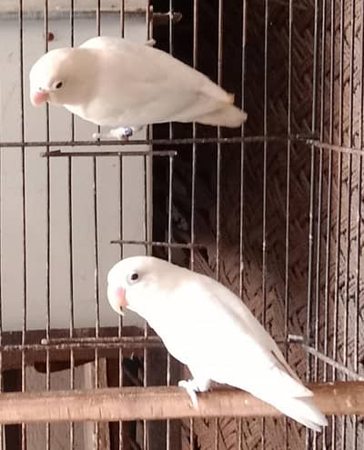 2×600=1200 . albino breeder lovebirds  for sale