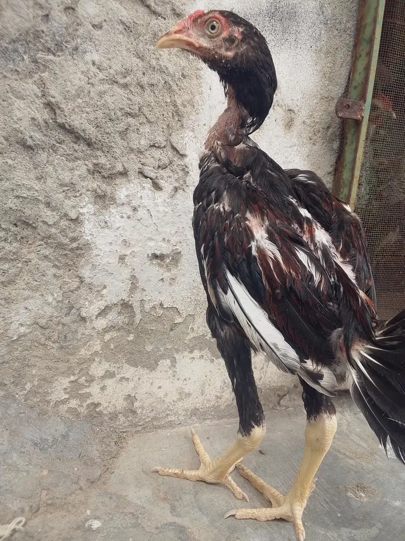 aseel mianwali old blood line — photo 5