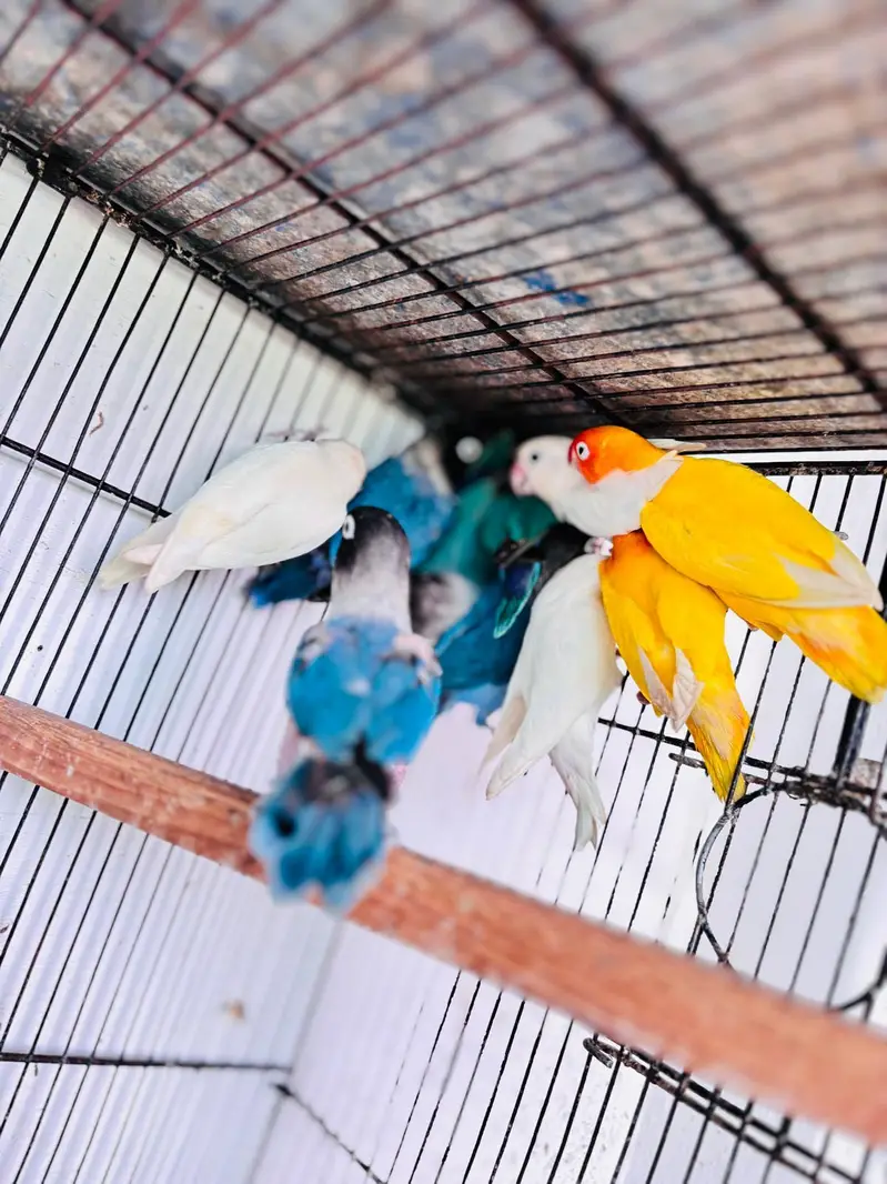 Love Bird — photo 2