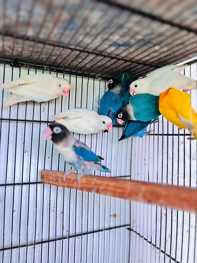 Love Bird — photo 3