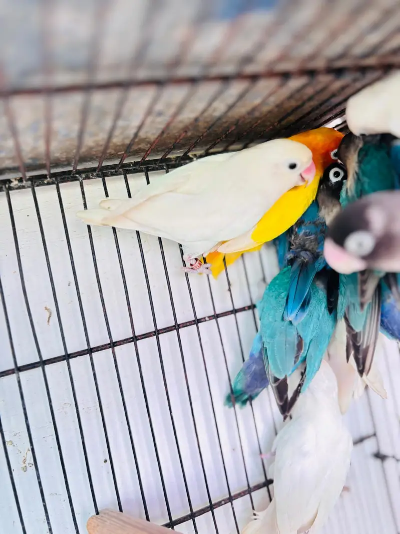 Love Bird — photo 4