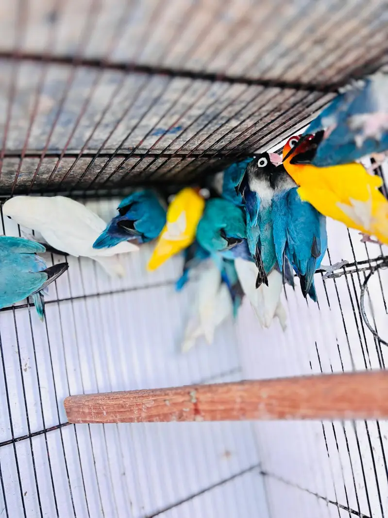 Love Bird — photo 5