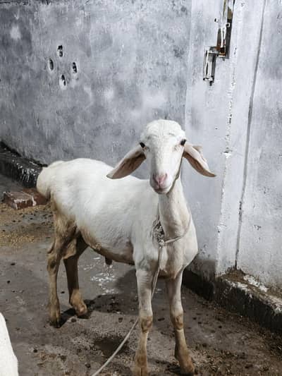 Talagang Dumba For Sale