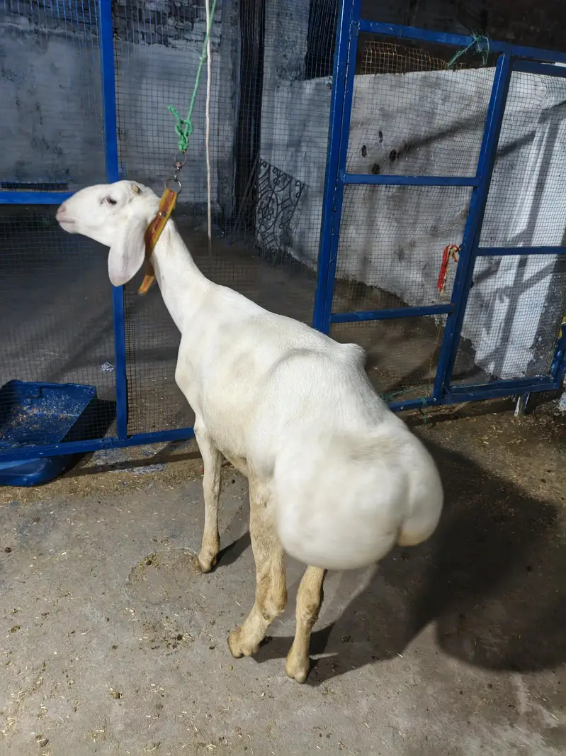 Talagang Dumba For Sale — photo 3