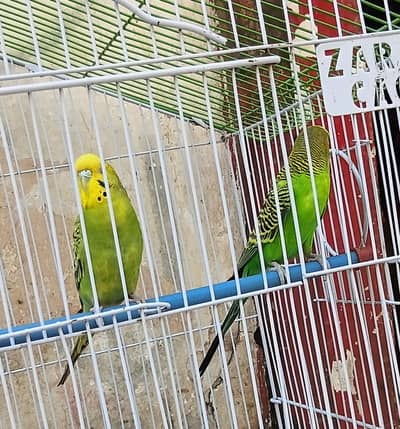 breeder pair bajri