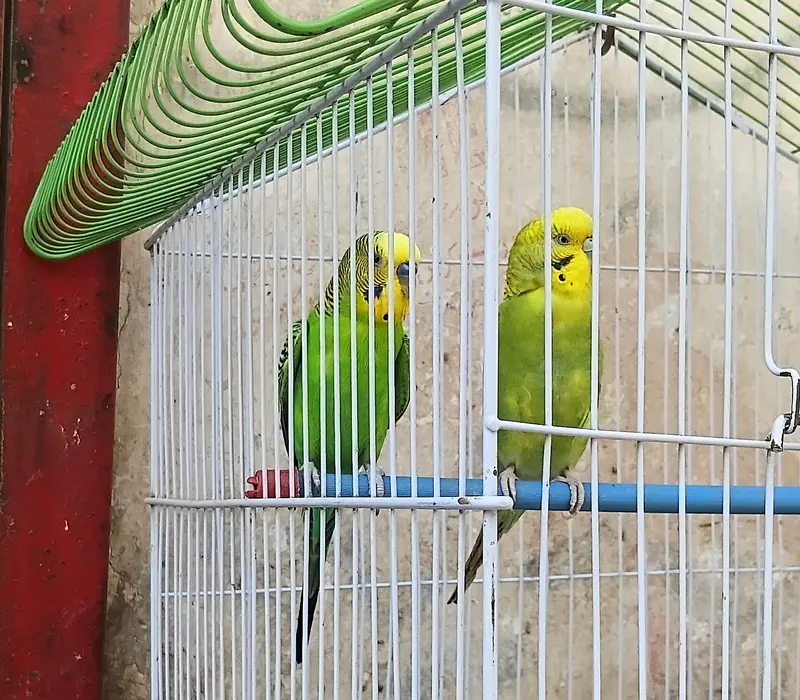 breeder pair bajri — photo 2