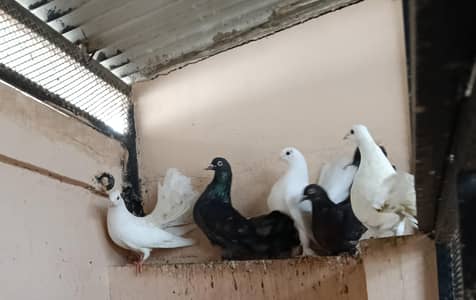 indian fantail pair available