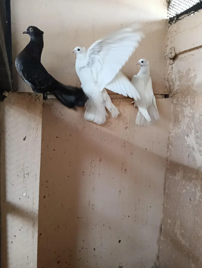 indian fantail pair available — photo 3