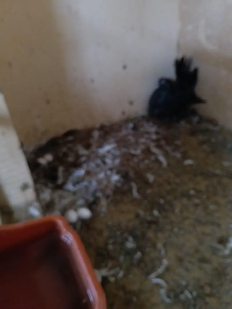 indian fantail pair available — photo 4