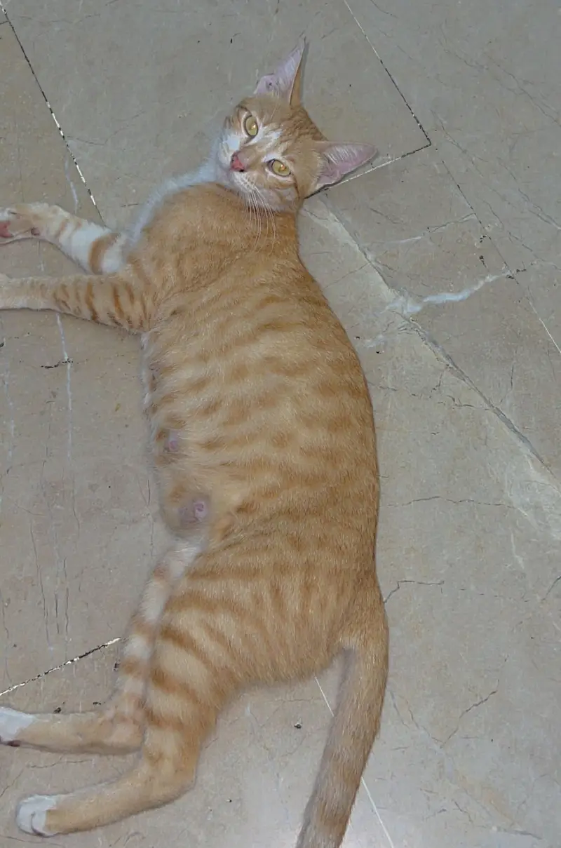 ‘Leo- Orange cat with kids available — photo 2