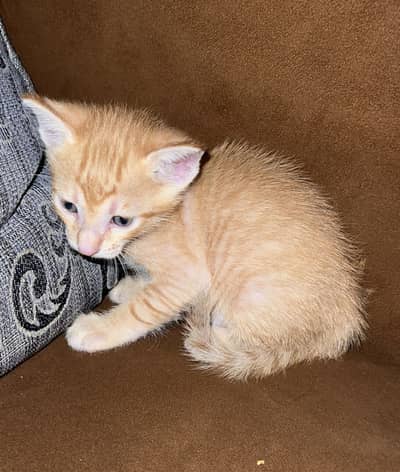 ‘Leo- Orange cat with kids available