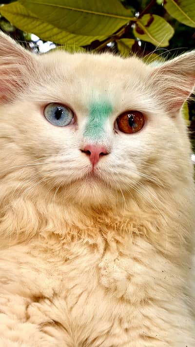 Persian Doll Face Male Cat for sale at cheap price