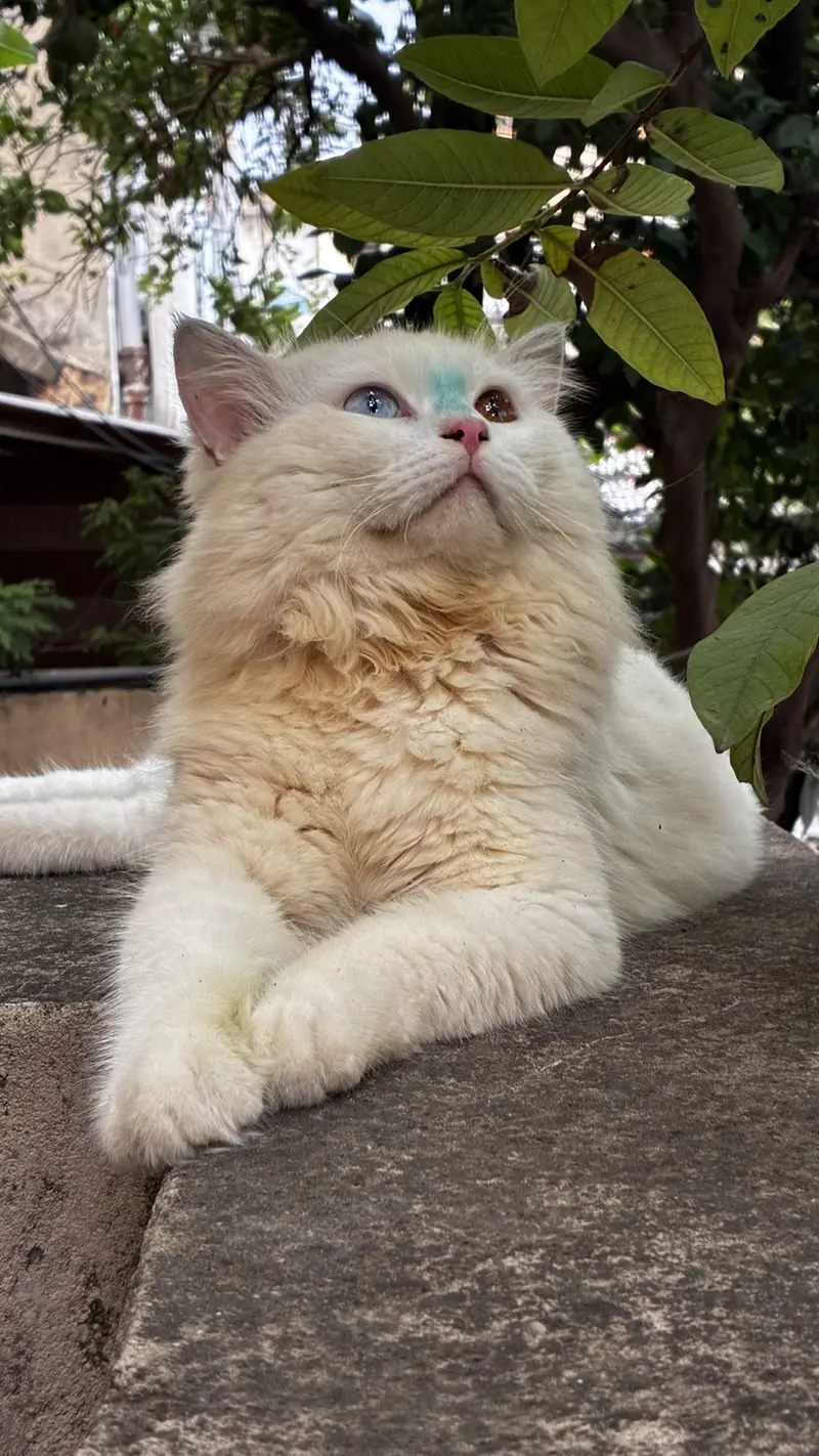 Persian Doll Face Male Cat for sale at cheap price — photo 2