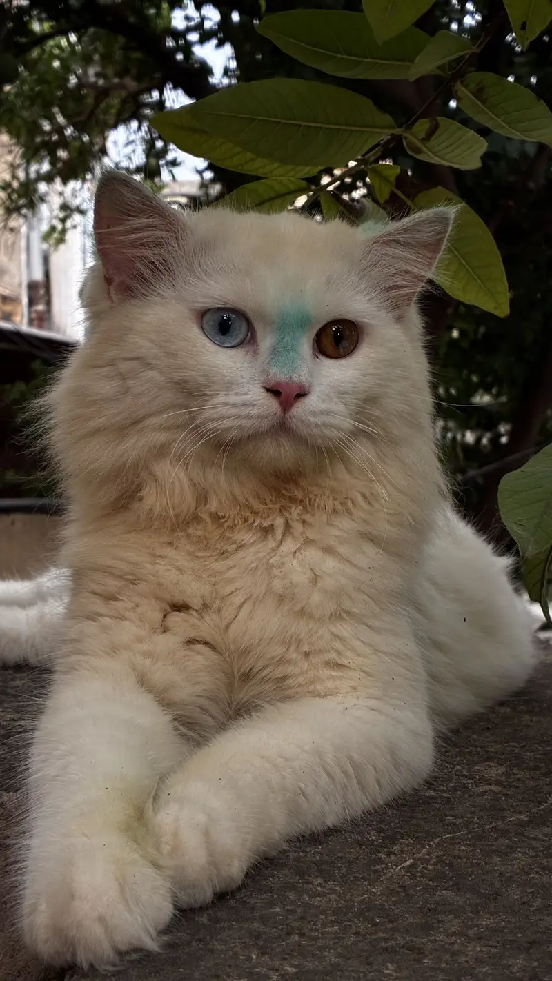 Persian Doll Face Male Cat for sale at cheap price — photo 3