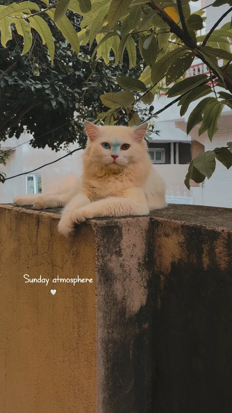 Persian Doll Face Male Cat for sale at cheap price — photo 4