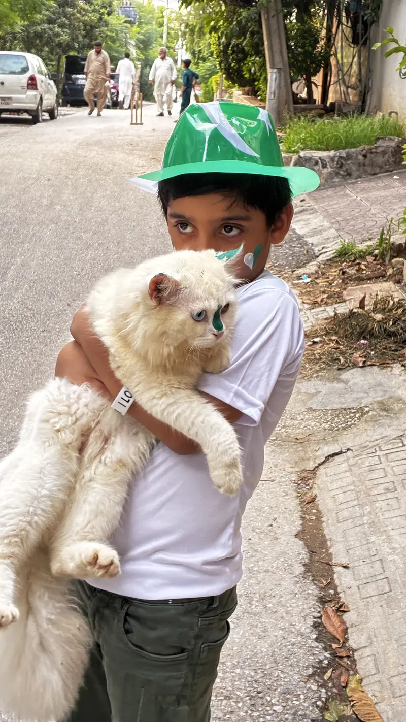 Persian Doll Face Male Cat for sale at cheap price — photo 5