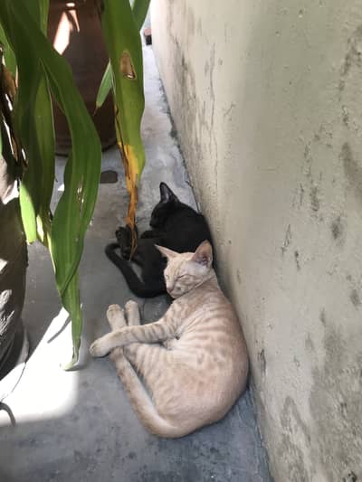 2 kittens for sale