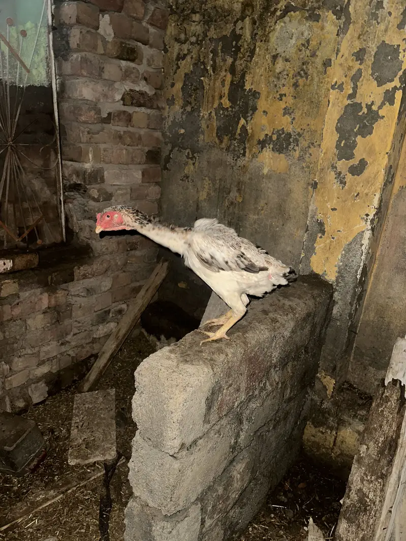 Aseel shamo for sale — photo 4