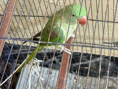 Beautiful Green Kashmiri Tota / Parrot for Sale
