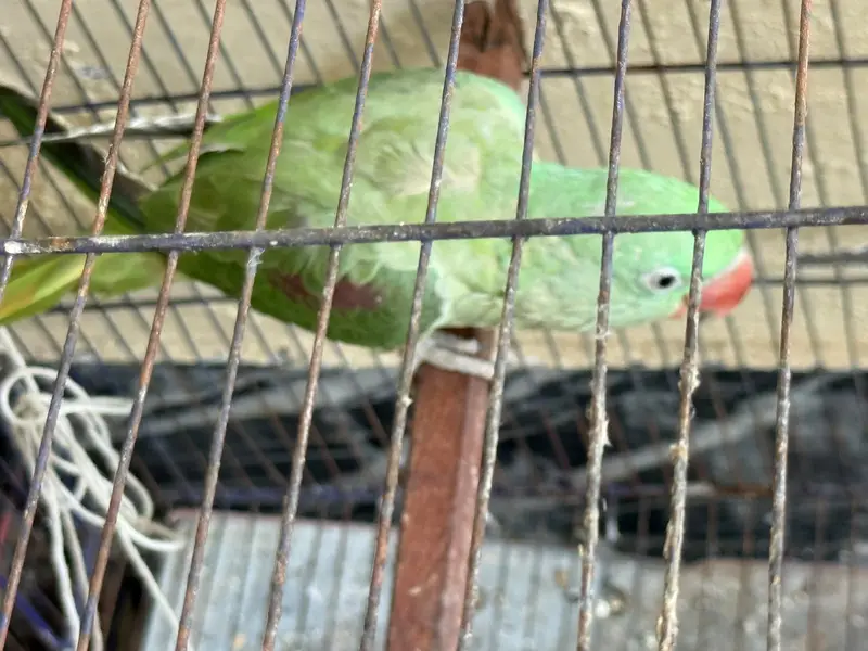 Beautiful Green Kashmiri Tota / Parrot for Sale — photo 2
