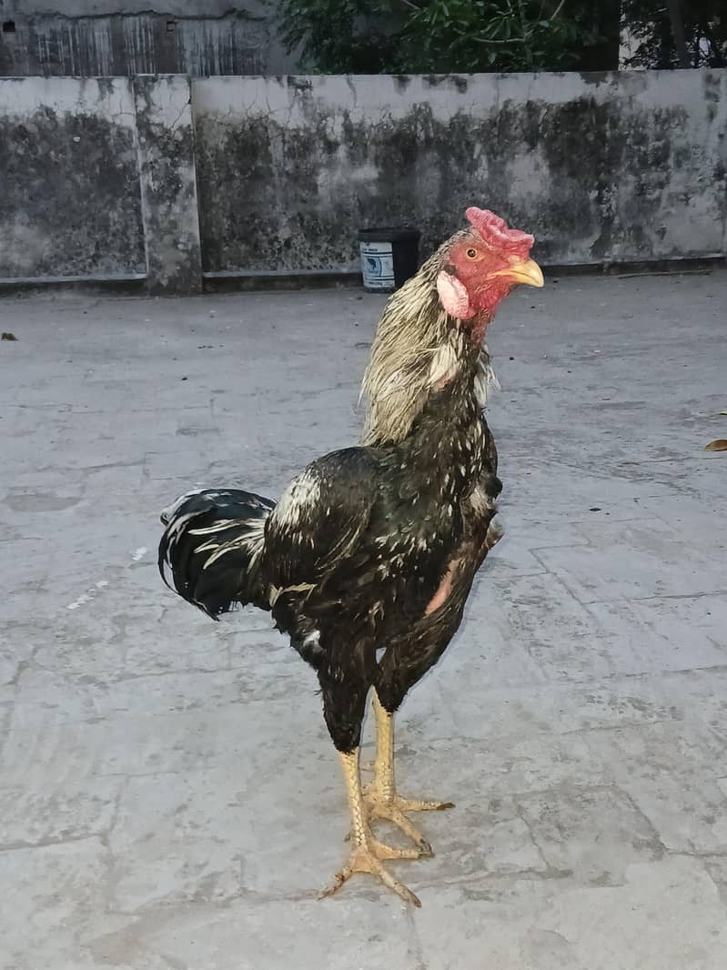 Aseel Chick's 0