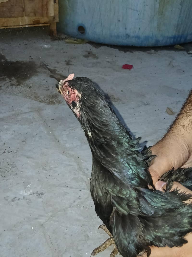 Aseel Chick's 1