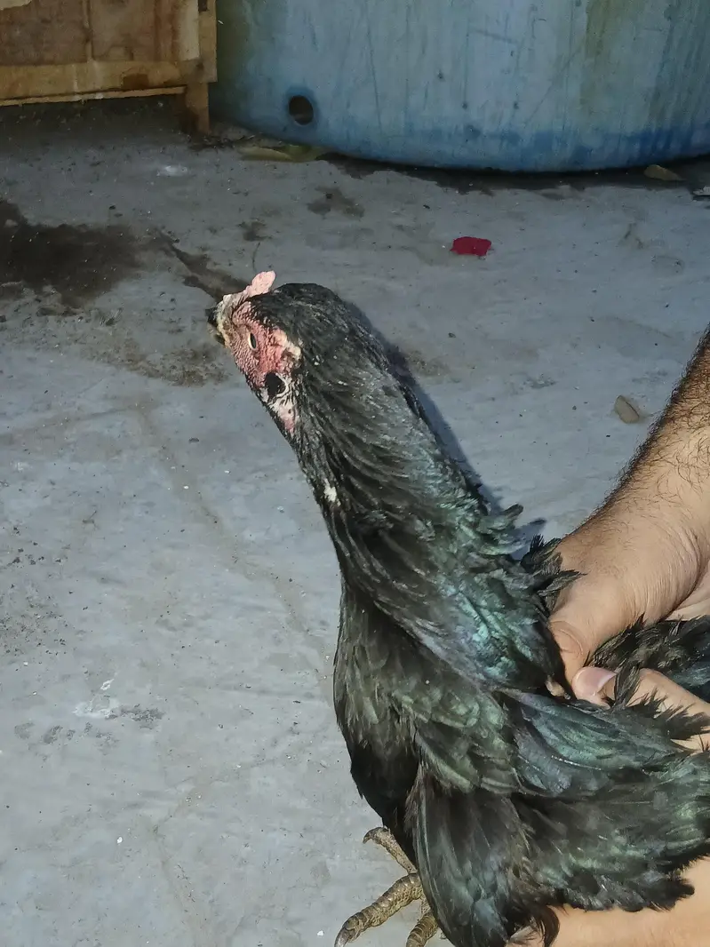 Aseel Chick's — photo 2