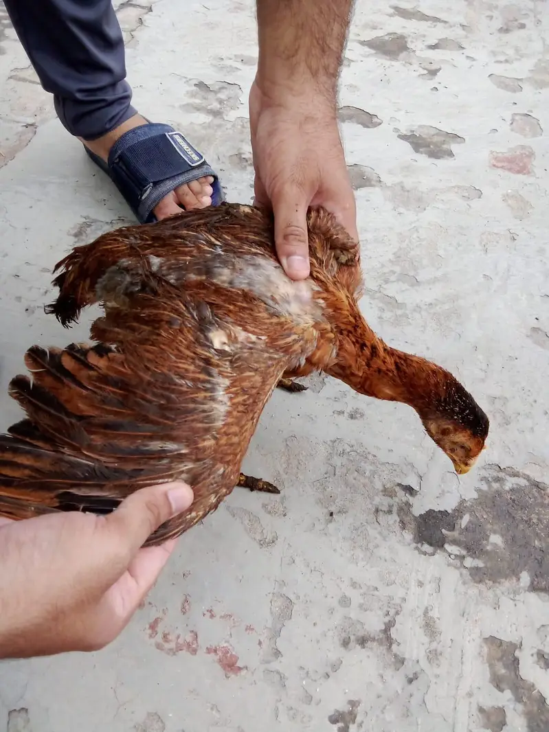 Aseel Chick's — photo 6