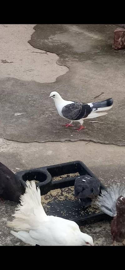 Quality pigeons for sale!!