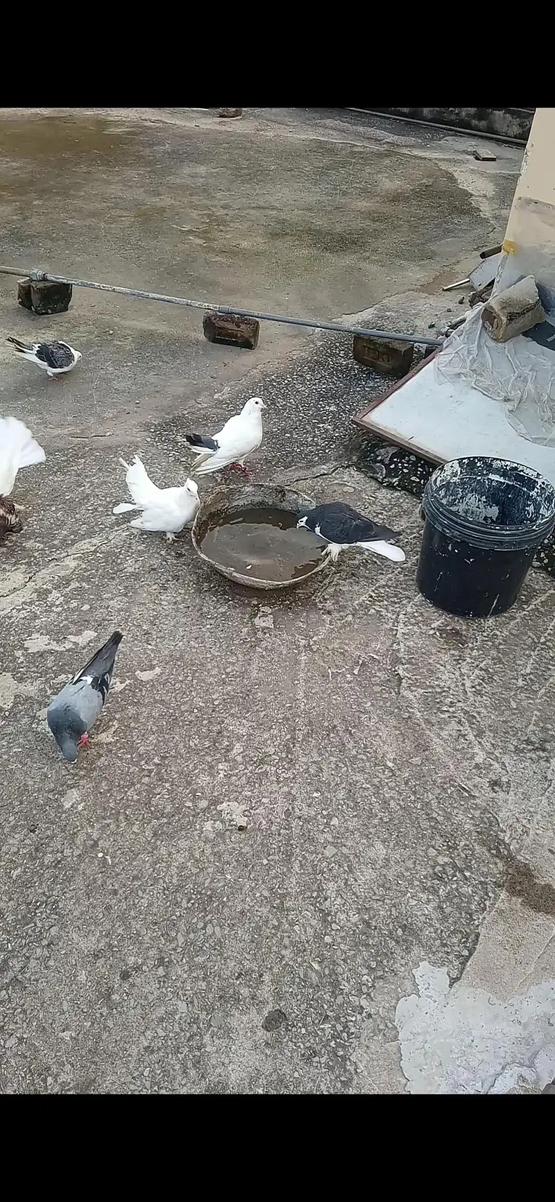 Quality pigeons for sale!! — photo 2