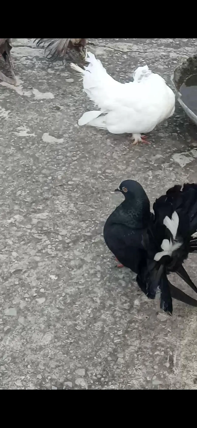 Quality pigeons for sale!! — photo 3