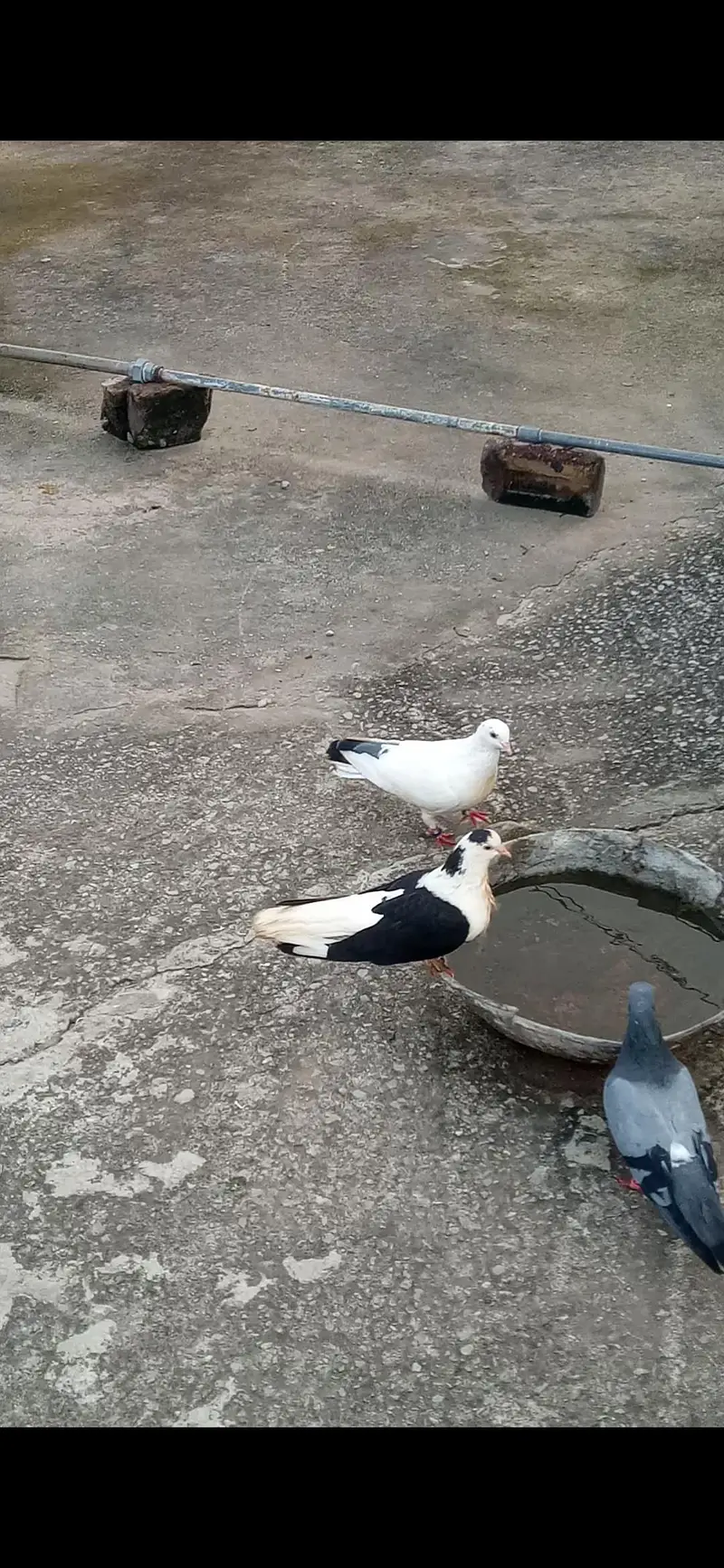 Quality pigeons for sale!! — photo 4