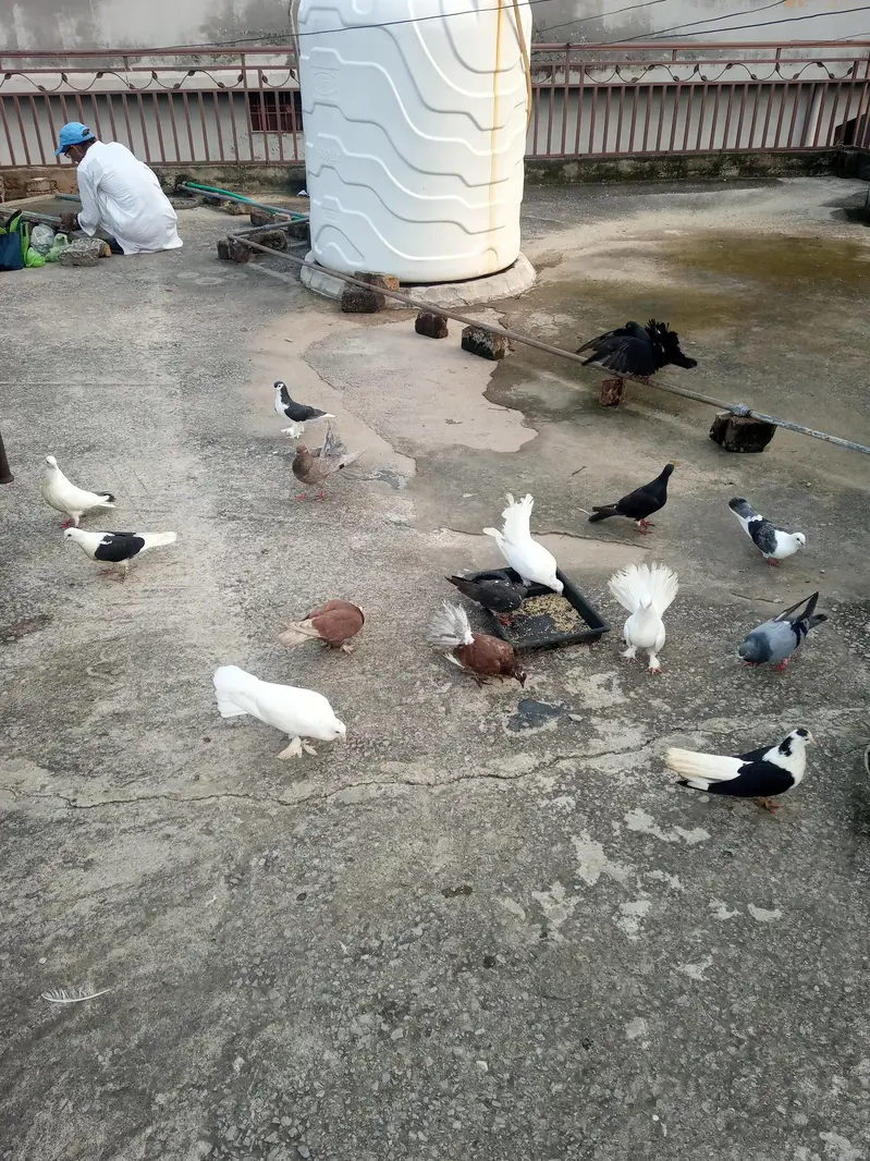 Quality pigeons for sale!! — photo 5