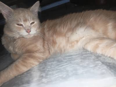 prison cat for sale
