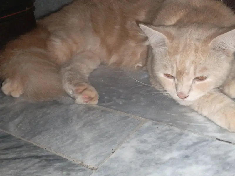 prison cat for sale — photo 2