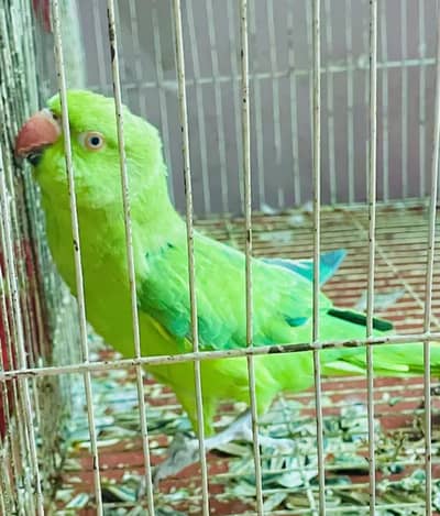 katha female parrot