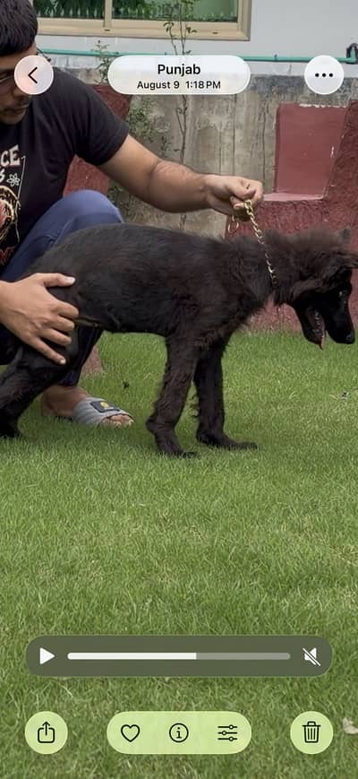 black german puppy