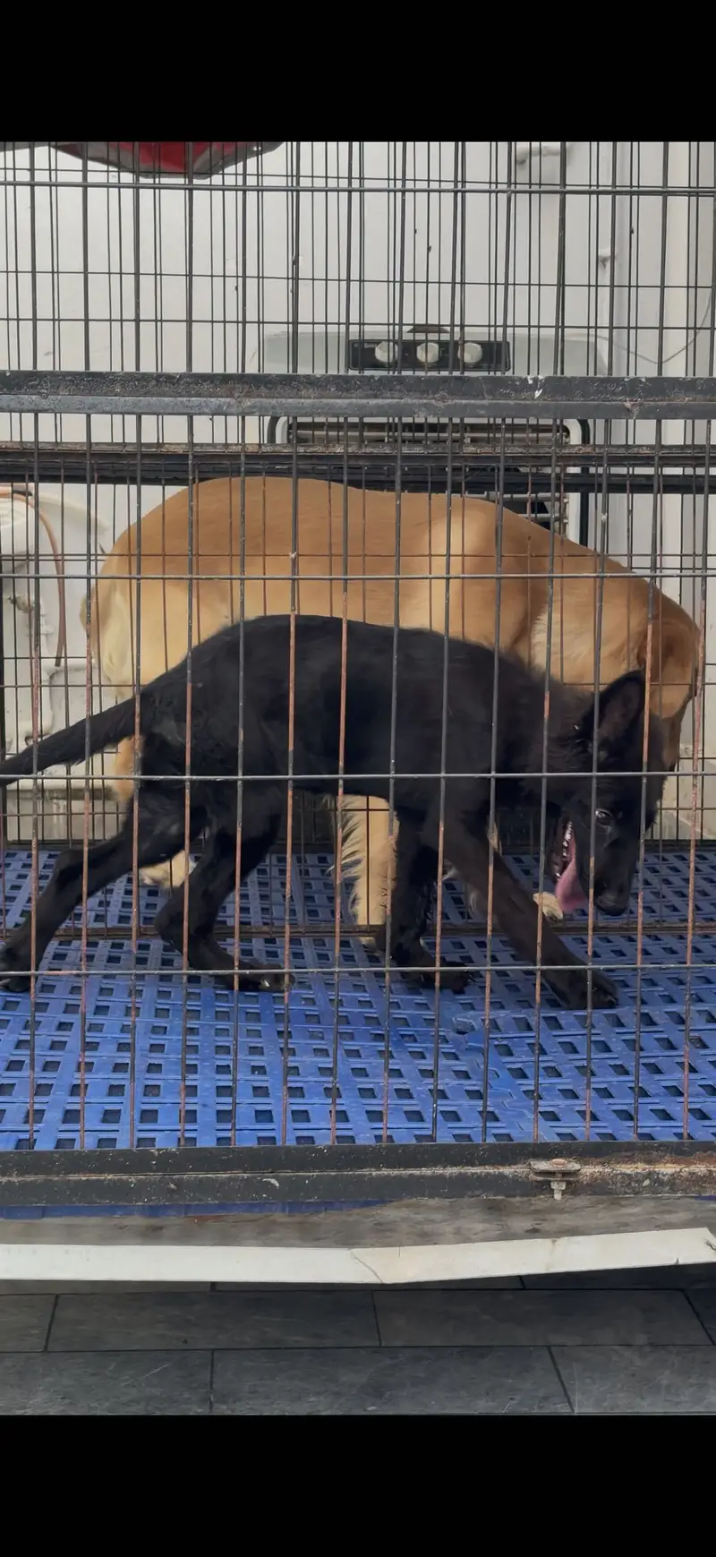 black german puppy — photo 2