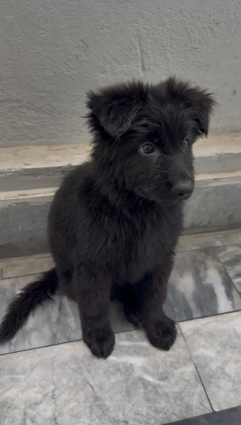 black german puppy — photo 3