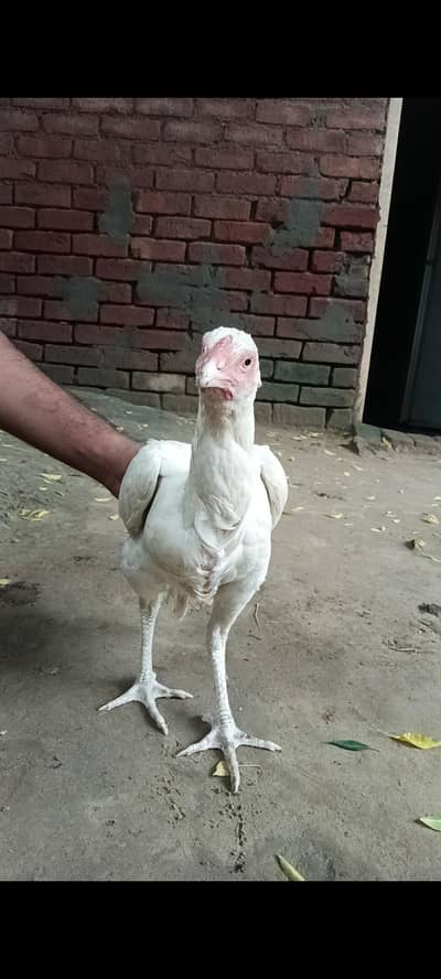 heera
