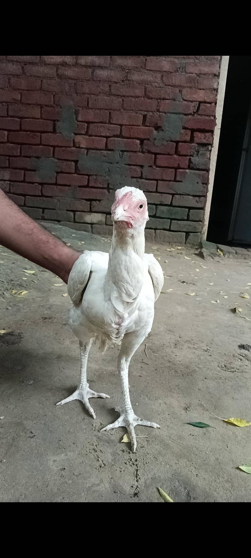 heera 0