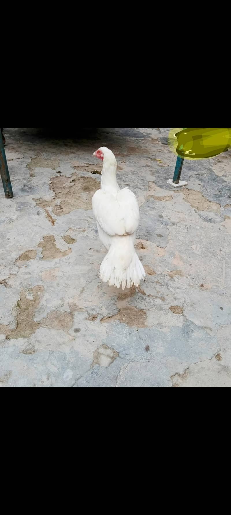 heera 1