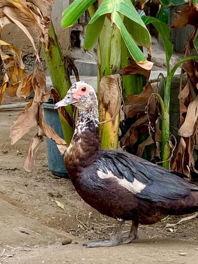 Ducks Available
