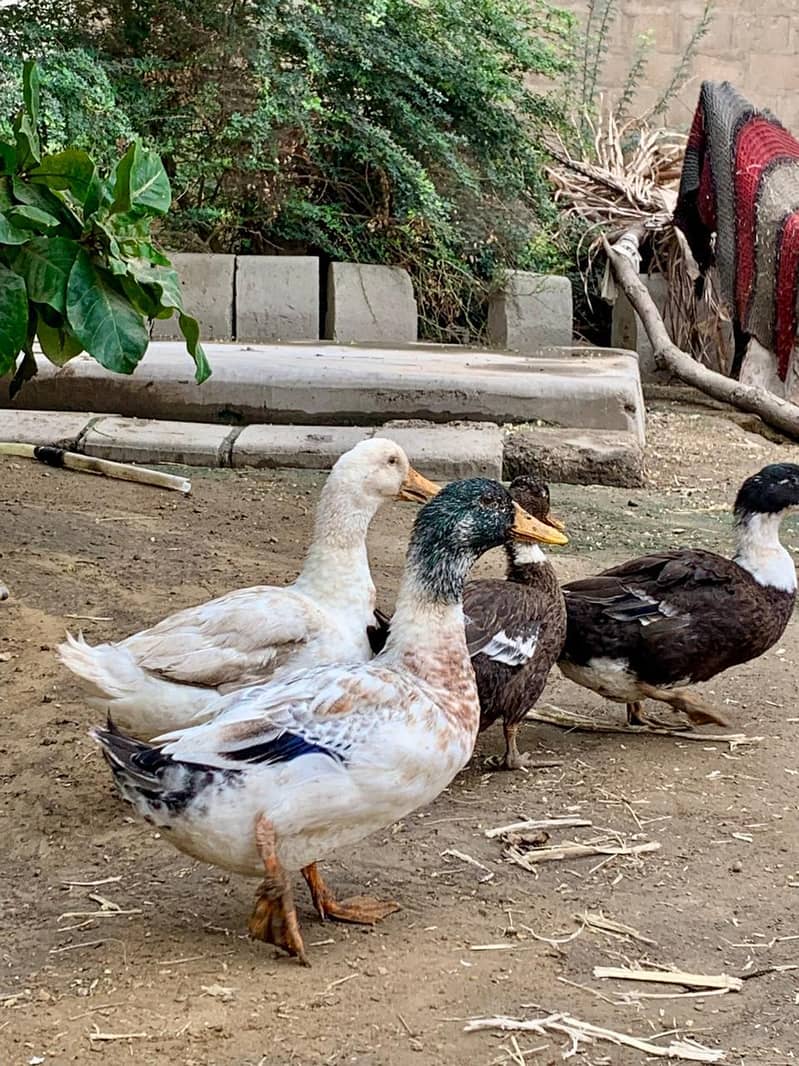 Ducks Available 1