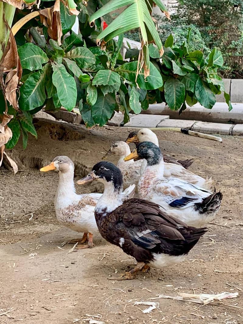 Ducks Available 2