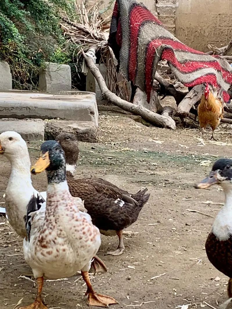 Ducks Available — photo 4