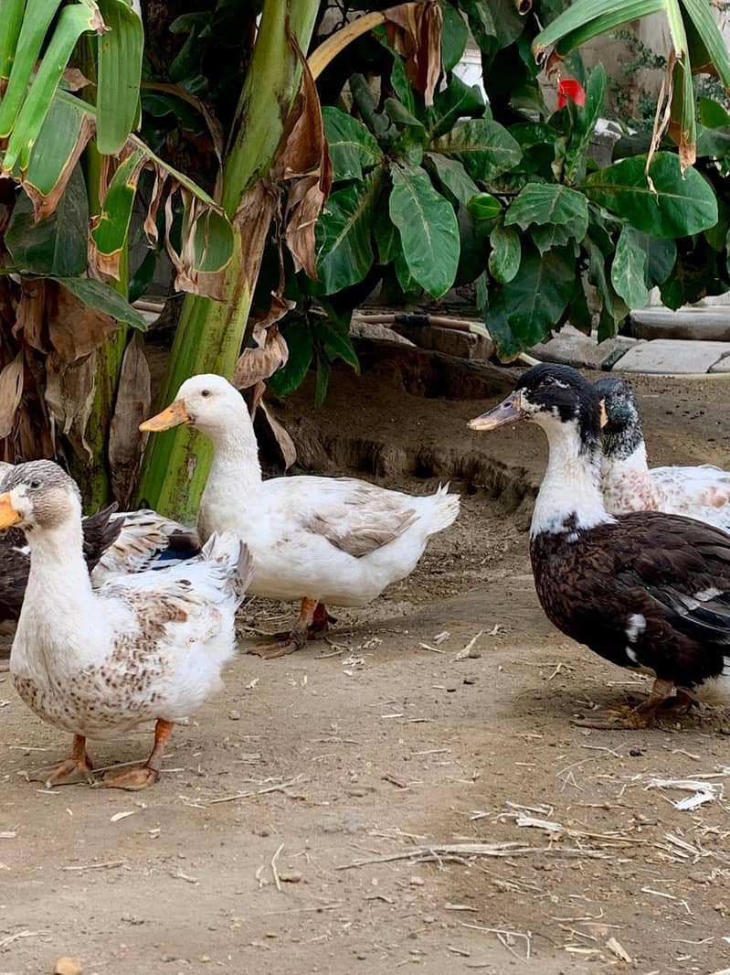 Ducks Available 4