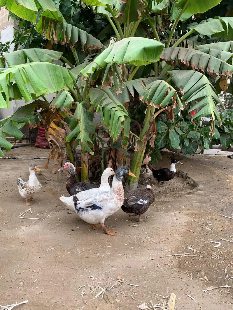 Ducks Available — photo 7