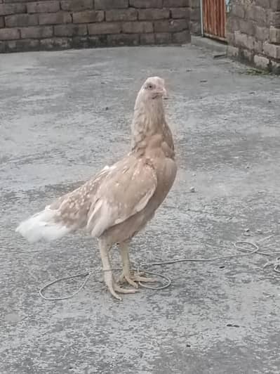“Pure Aseel Chicken for Sale – Healthy & Strong